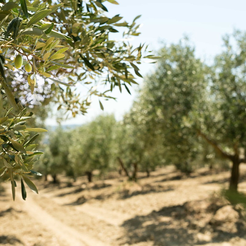 Olive trees in the landscape of Mani