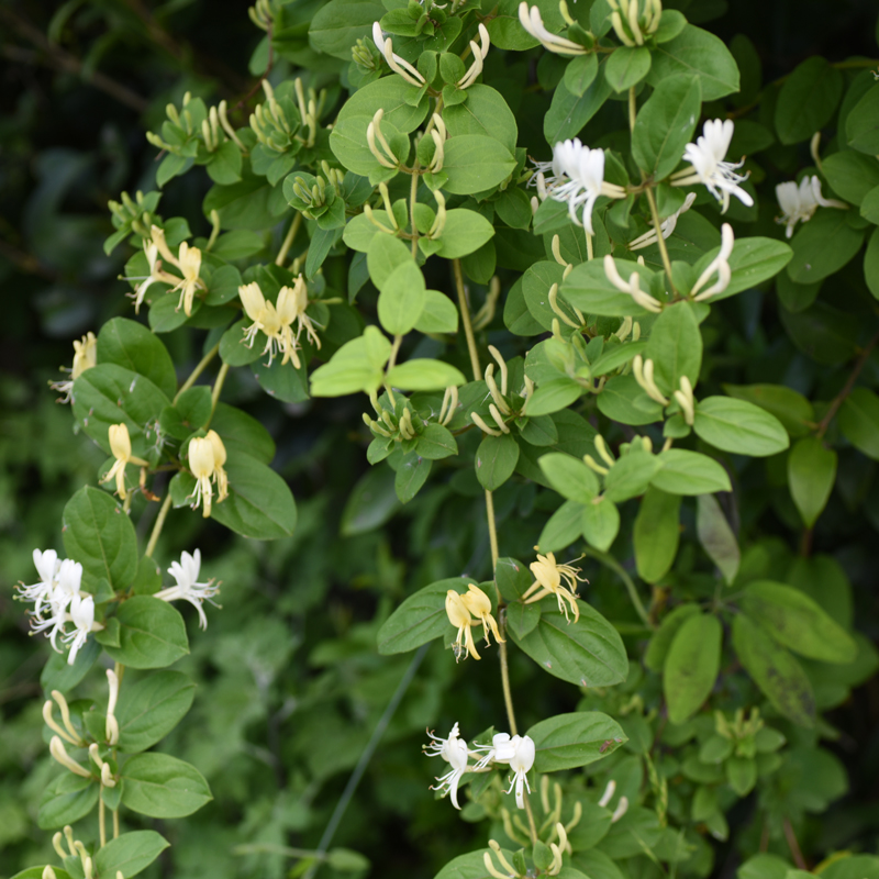 Native Mediterranean vegetation in Mani