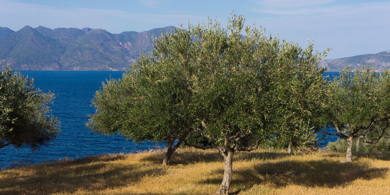 Oitylo: Between Mountain and Sea